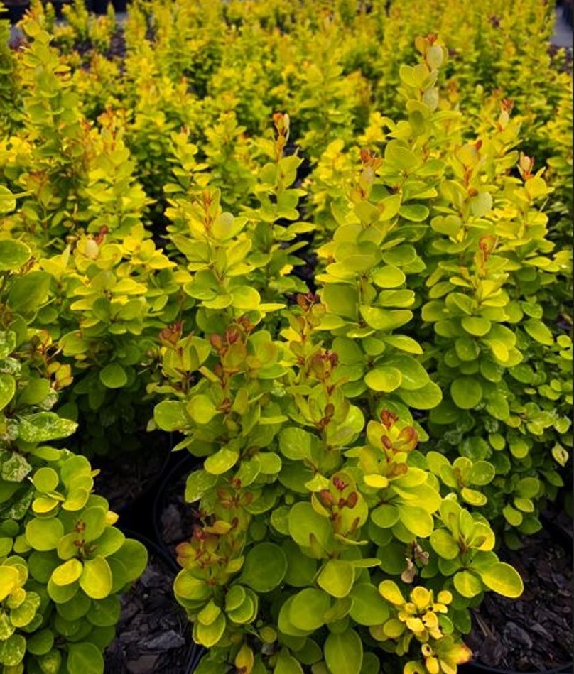 Барбарис тунберга Неон Голд